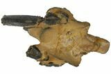 Fossil Mud Lobster (Thalassina) - Australia #109286-2